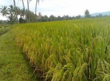 Dugaan Penggelapan dan Penyelewengan Pupuk Bersubsidi di Kabupaten Pelalawan